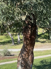 Sequoia sempervirens