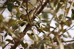 Setophaga americana image
