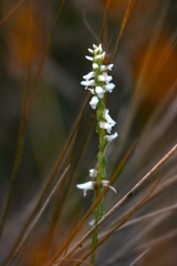 Spiranthes tuberosa