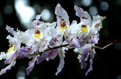 Oncidium alexandrae