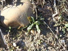 Helianthemum ledifolium