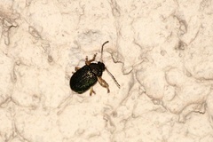 Coleoptera