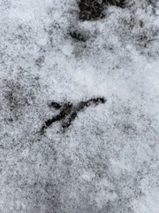 Passeriformes