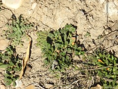 Helianthemum ledifolium