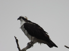 Pandion haliaetus