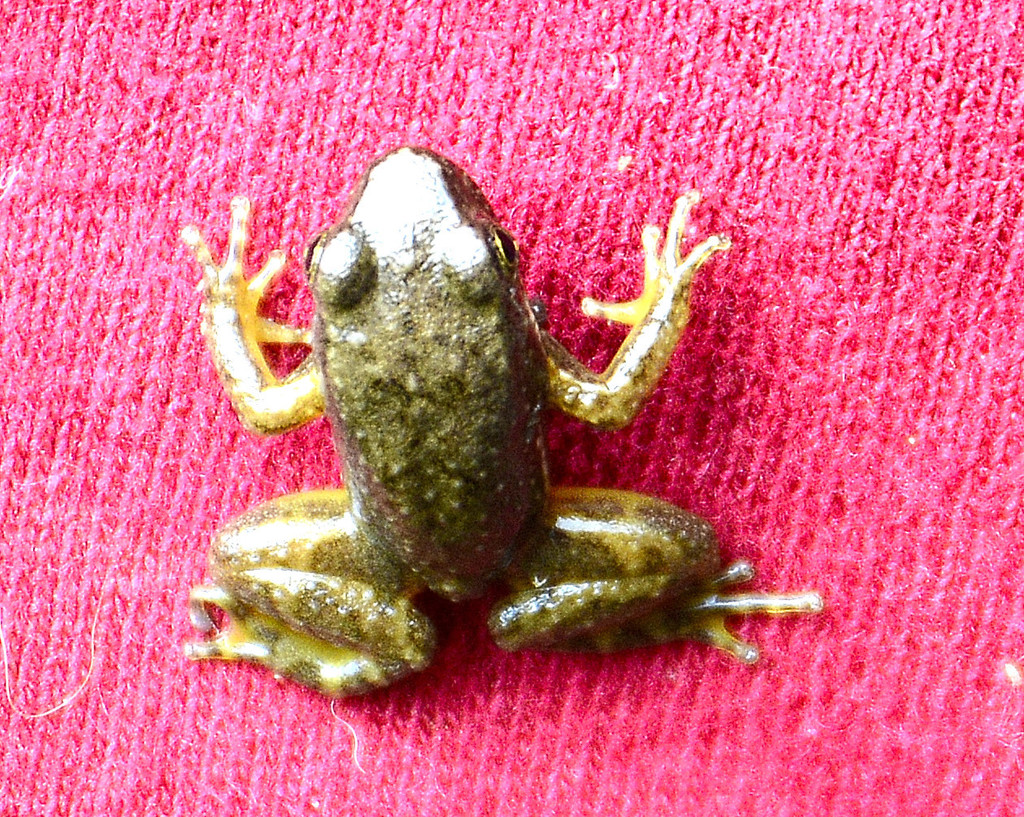 Hyloxalus felixcoperari