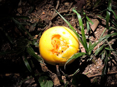 Passiflora edulis flavicarpa