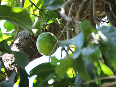 Passiflora edulis flavicarpa