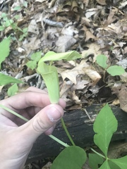 Arisaema quinatum
