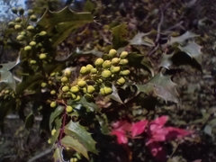 Berberis moranensis