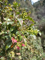 Berberis moranensis