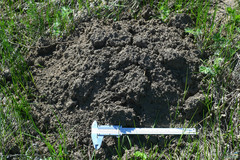 Spalax microphthalmus
