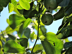Passiflora edulis flavicarpa