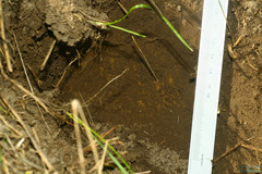 Spalax microphthalmus