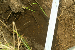 Spalax microphthalmus