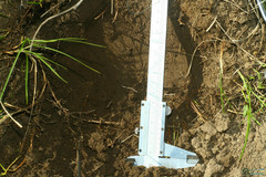 Spalax microphthalmus