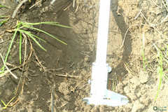 Spalax microphthalmus