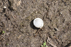 Poecilozonites bermudensis