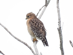 Buteo lineatus