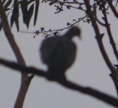Patagioenas