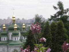 Syringa pubescens microphylla