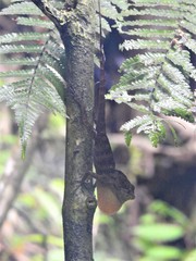 Anolis gundlachi
