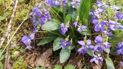 Viola sagittata