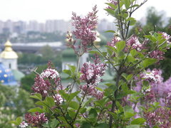 Syringa pubescens microphylla