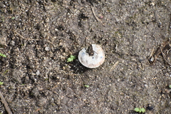 Poecilozonites bermudensis