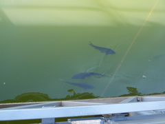 Cyprinus carpio