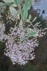 Vernonanthura patens