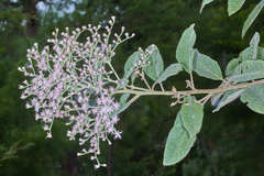 Vernonanthura patens