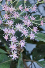 Vernonanthura patens