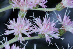 Vernonanthura patens