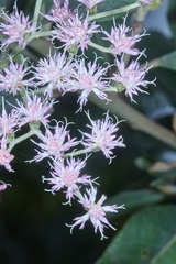 Vernonanthura patens