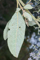 Vernonanthura patens