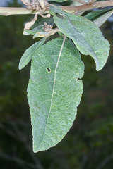 Vernonanthura patens