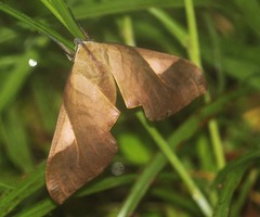Clanis stenosema