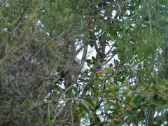 Rauenia bonariensis
