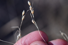 Piptochaetium fimbriatum