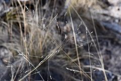 Piptochaetium fimbriatum