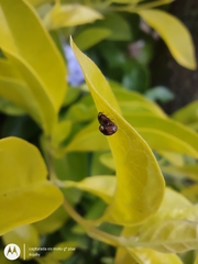Diomus tucumanus