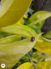 Diomus tucumanus
