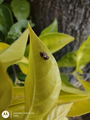 Diomus tucumanus