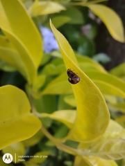 Diomus tucumanus