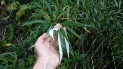 Artemisia longifolia