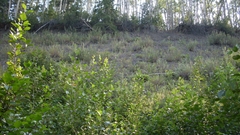 Artemisia longifolia
