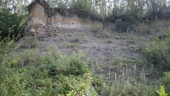 Artemisia longifolia