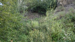 Artemisia longifolia