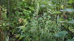 Artemisia longifolia
